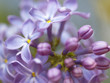 lilac blossoms
