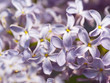 lilac blossoms