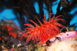Red Sea Anemone Red Sea Anemone