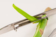 Asparagus