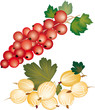 Johanisbeeren