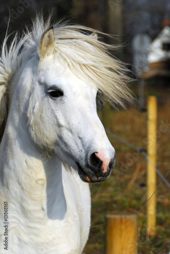 Pferd, Isländer, Schimmel Pferd, Isländer, Schimmel