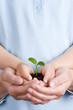 Seedling on hands