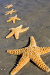 Starfish