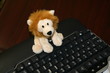 keybard lion