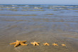 Starfish on the Beach