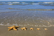 Starfish