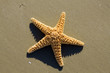 Starfish on the Beach