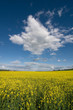 Rapsfeld