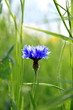 Kornblume