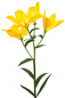 Beautiful yellow lily Beautiful yellow lily