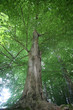 arbres