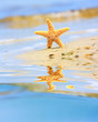 tropical shore tropical shore