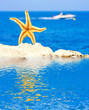 Starfish on rock near the ocean
