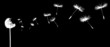 silhouettes of dandelions in the wind on black background
