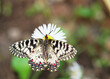 Southern festoon on daisy