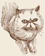 Persian Cat Persian Cat