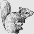 Squirrel Squirrel