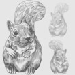 Squirel Front Squirel Front