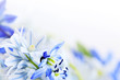 Spring flowers background Spring flowers background