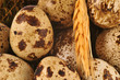 Quail eggs