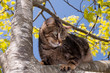 Chat effrayer percher sur un arbre