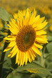 Sonnenblume in Sonnenblumenfeld