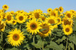 Sonnenblumenfeld