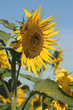 Sonnenblume in Sonnenblumenfeld