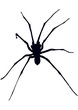 Spinne