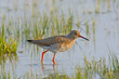 Portrait of a redshank Portrait of a redshank