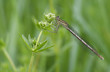 Agrion posé sur une fleur