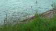 Swinging grass by the lake