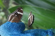 Brown Butterfly
