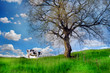 albero