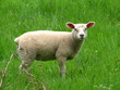 Jeune agneau dans un pré