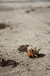 coquillage sur la plage