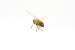 flying bee