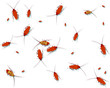 cockroach