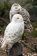Snowy owls