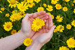 yellow flowers in womans hands
