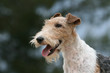 portrait en gros plan du gentil fox-terrier à poil dur