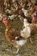 Huhn_2