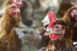 Huhn_3