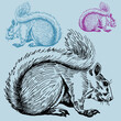 Squirrel Drawing