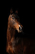 horse on the black background