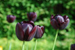 Tulpe bordeux-rot