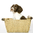 Chiot