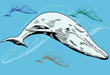 Whale Whale