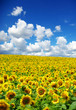 sunflower field